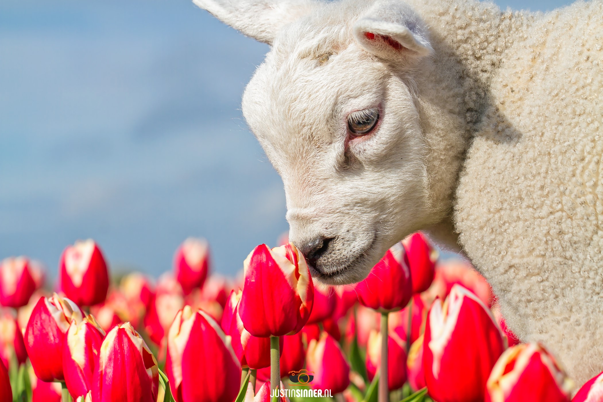 Lief lammetje tussen de tulpen op Texel / Little lamb with Tulips on Texel