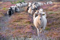 Schapen tussen de heide / Sheeps and heather