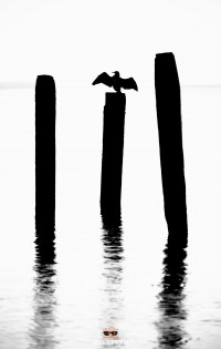 Aalscholver droogt zijn vleugels op een paal / Cormorant dries its wings on a pole / justinsinner.nl