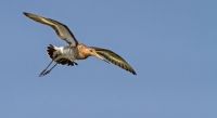 Grutto in vlucht bij natuurgebied WaalenBurg op Texel / Grutto in flight at the WaalenBurg nature reserve on Texel