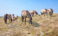 Konikpaarden in de Slufter op Texel / Konik horses in the Slufter on Texel / justinsinner.nl