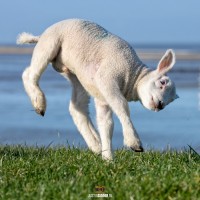 Happy Lamb! / justinsinner.nl