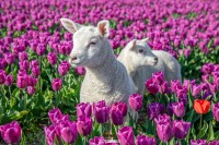 Lammetjes en Tulpen op texel / Lambs and Tulips on Texel / justinsinner.nl