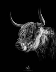 Schotse Hooglander / Highland Cattle / justinsinner.nl