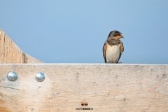 Boerenzwaluw op een boerenhek / Barn swallow on a farm fence