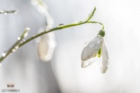 Sneeuwklokje met dauwdruppels / Snowdrop with drops of dew