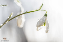 Sneeuwklokje met dauwdruppels / Snowdrop with drops of dew