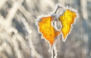 Winters blad met rijp / Winter leaf with hoarfrost