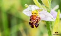 Bijenorchis op Texel / Bee Orchid on Texel