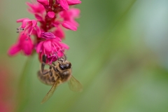 Honingbij op Duizendknoop / Bee on Knotweed