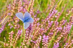 Icarus Blauwtje op mooi gekleurde heide / Common blue on beautiful colored heather