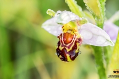 Bijenorchis op Texel / Bee Orchid on Texel