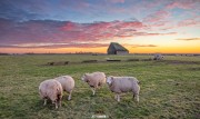 Schapen op de Hogeberg tijdens zonsondergang / Sheep on the Hogeberg during sunset