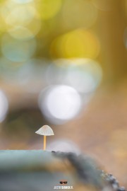 Klein paddestoeltje in het Texelse bos / Small mushroom in the Texel forest