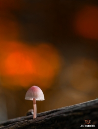 Klein paddestoeltje in het Texelse bos / Small mushroom in the Texel forest