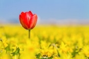 One Tulip beweet 10000 narcisses, keep your head up! justinsinner.nl