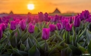 Tulpen tijdens zonsopkosmt / Tulips during sunrise on Texel / justinsinner.nl